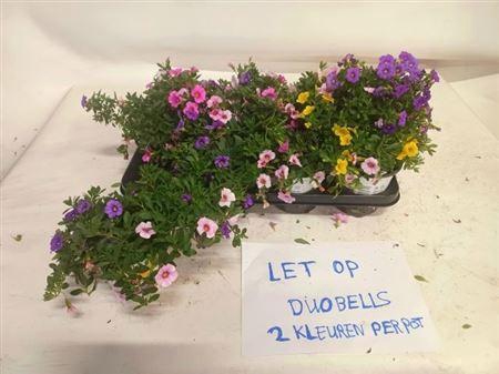 <h4>Calib Duobell Gem Pt</h4>