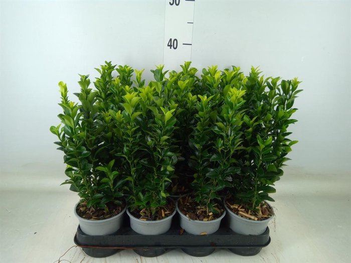 <h4>Euonymus japon. 'Green Spire'</h4>