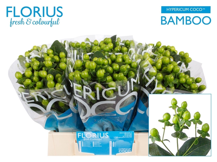 <h4>Hyp Coco Bamboo</h4>