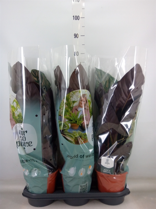 <h4>Calathea sanderiana</h4>