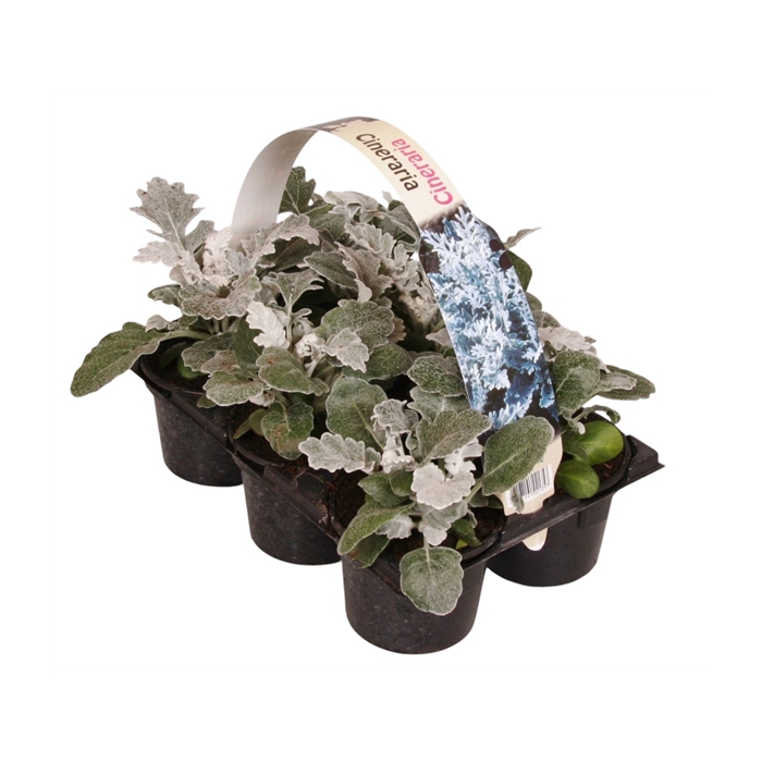 <h4>Senecio maritima 6p</h4>