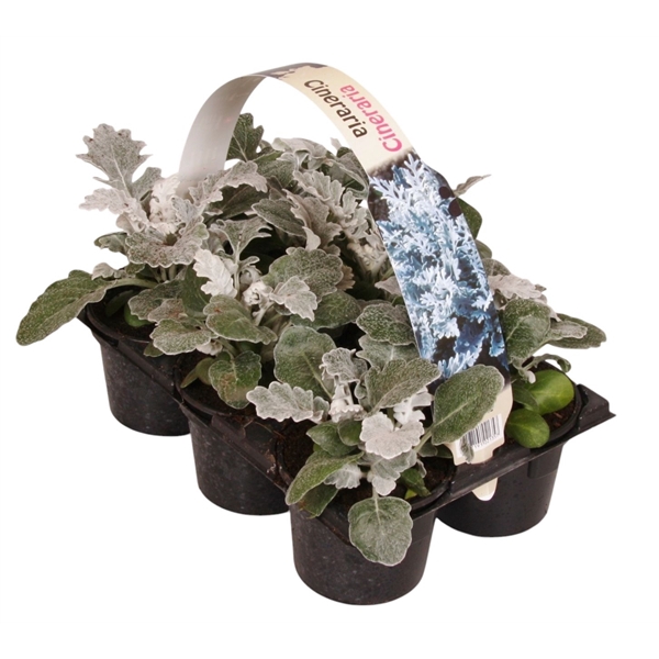 <h4>Senecio maritima 6p</h4>