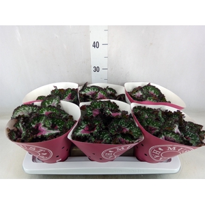 Begonia BD 'Purple Blush'