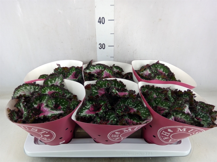 <h4>Begonia BD 'Purple Blush'</h4>