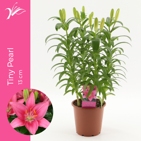 <h4>Lilium Tiny Pearl 13 cm (az. lelie)</h4>