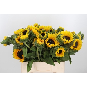Helianthus Sunrich Orang