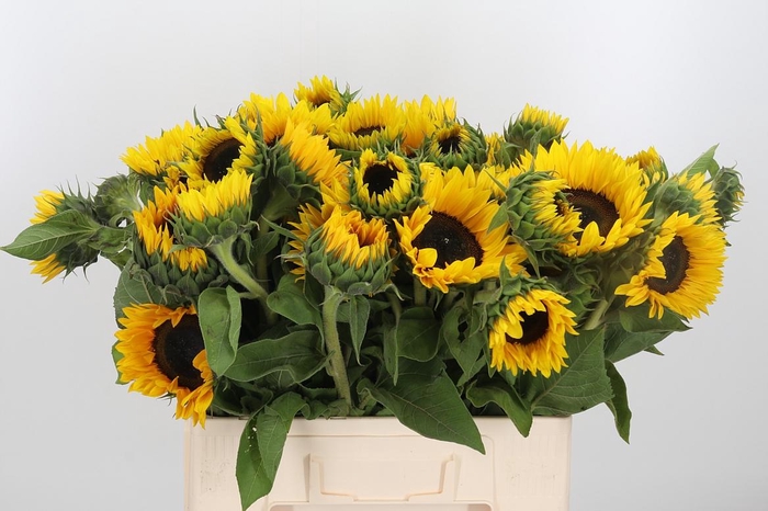 <h4>Helianthus Sunrich Orang</h4>