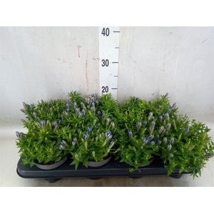 Gentiana  'Luis Blue'