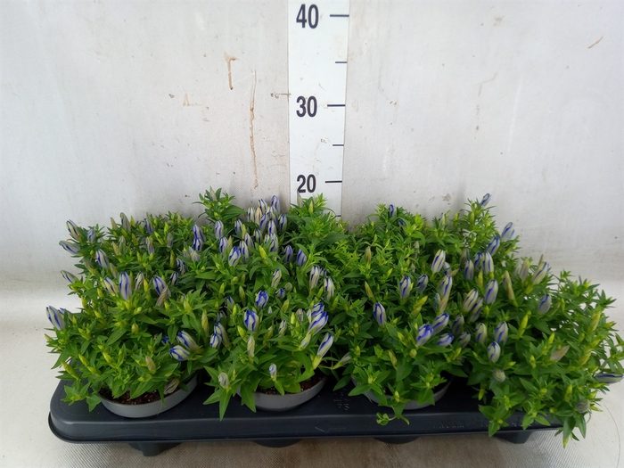 <h4>Gentiana  'Luis Blue'</h4>