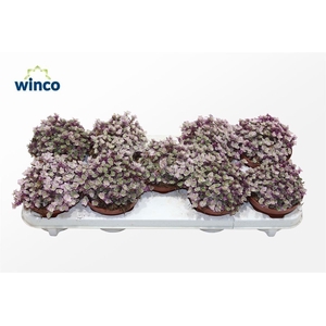 Tradescantia Fluminensis