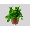 ASPLENIUM HURRICANE P15