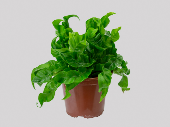 <h4>ASPLENIUM HURRICANE P15</h4>