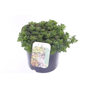 Sedum spurium Coccineum