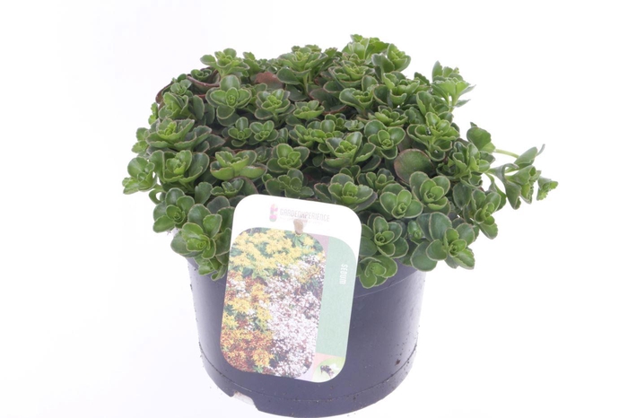<h4>Sedum spurium Coccineum</h4>
