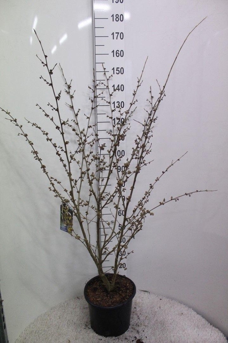 <h4>Hamamelis x intermedia 'Arnold Promise' P32 potgekweekt</h4>