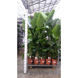 Strelitzia nicolai