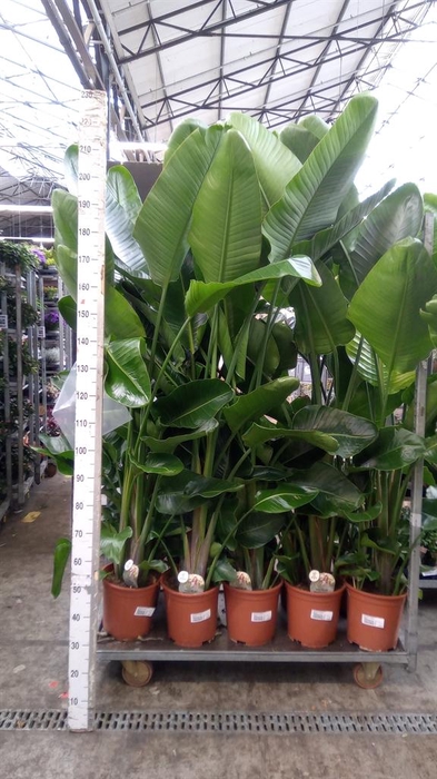 <h4>Strelitzia nicolai</h4>