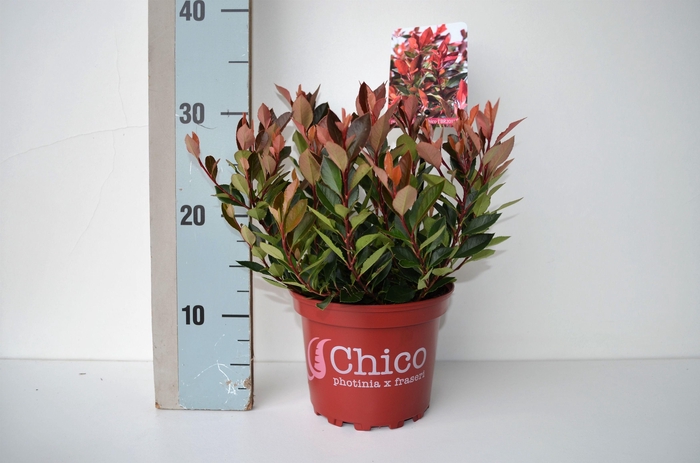 <h4>Photinia fr Chico PBR</h4>
