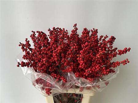 <h4>Ilex Ve Rode Bes</h4>