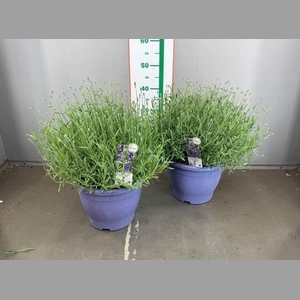 LAVAN. ESSENCE PURPLE 26 CM