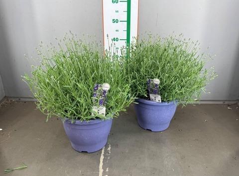 LAVAN. ESSENCE PURPLE 26 CM