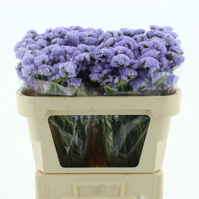 <h4>Limonium St Lavendel Birds X50</h4>