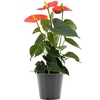 Anthurium Stilo in transparant sleeve