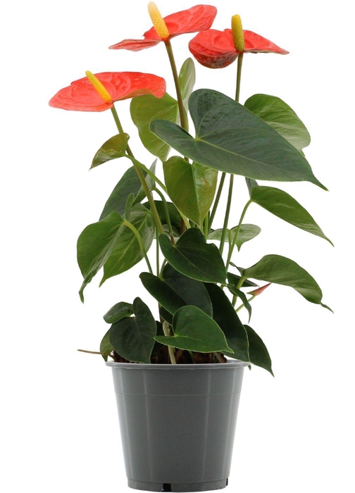 Anthurium Stilo in transparant sleeve
