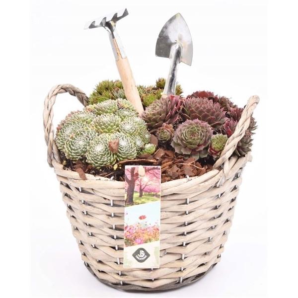 <h4>Arrangementen Sempervivum 6%</h4>