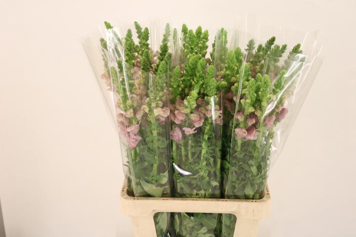 <h4>ANTIR POTO LAVEND</h4>