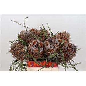 DROOG BANKSIA HAIRY
