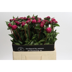 Paeonia Red Sarah