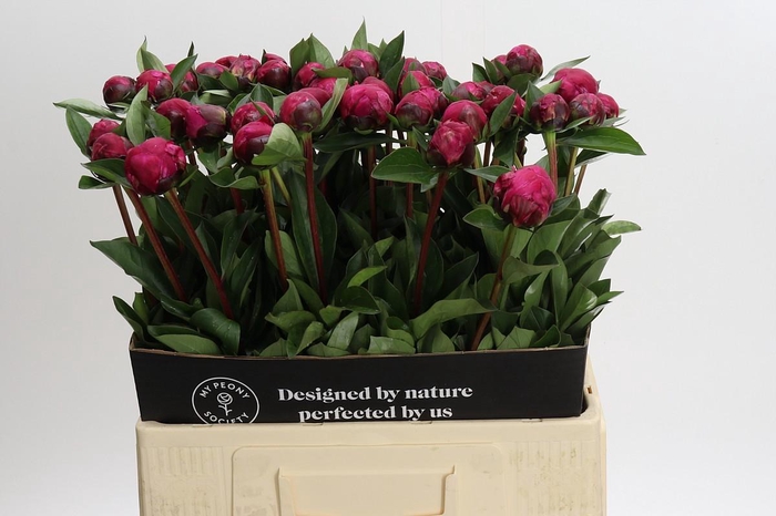 Paeonia Red Sarah