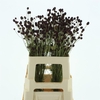 Sanguisorba Red Sticks Extra