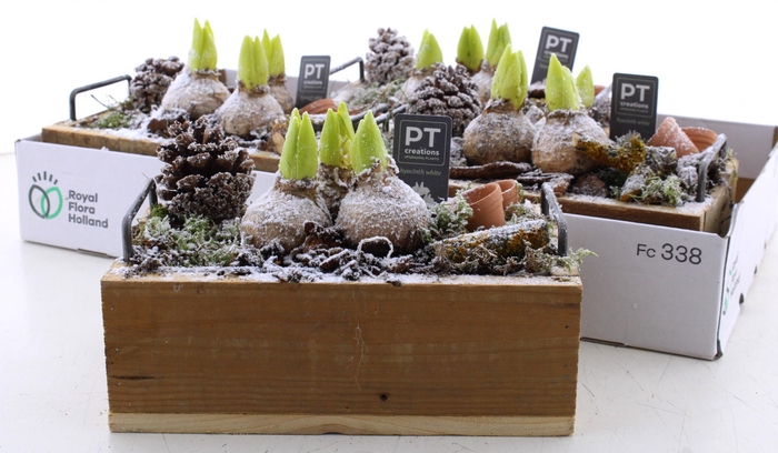 <h4>ARR HYACINTH</h4>