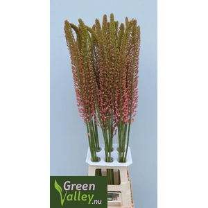 EREMURUS OASE