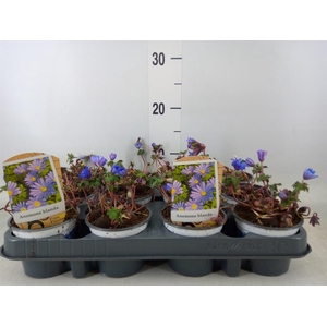 Anemone blanda 'Blue Shades'