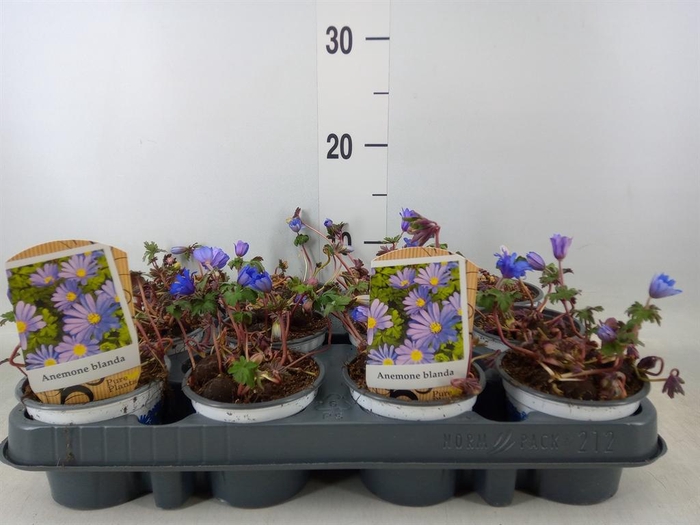 <h4>Anemone blanda 'Blue Shades'</h4>