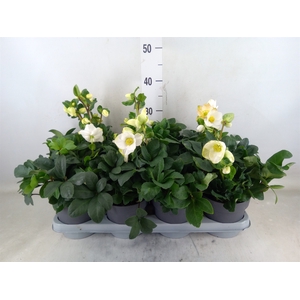 Helleborus niger 'Christmas Carol'