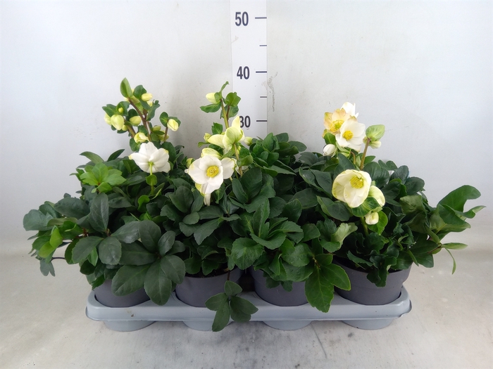 <h4>Helleborus niger 'Christmas Carol'</h4>