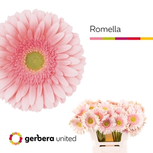 Gerbera Romella Water x40