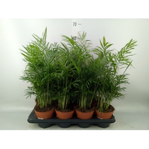 Chamaedorea elegans