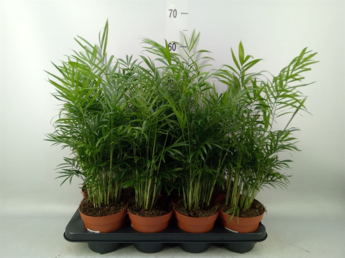 <h4>Chamaedorea elegans</h4>