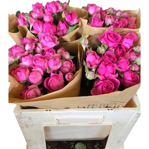 R TR PRETTY GISELLE!