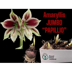 BLOEMBOL HIPPEASTRUM