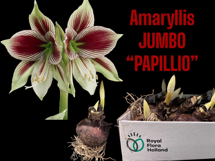 <h4>BLOEMBOL HIPPEASTRUM</h4>
