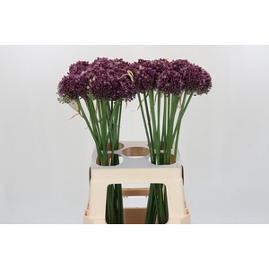 Allium ampeloprasum 'Purpl Mystery'