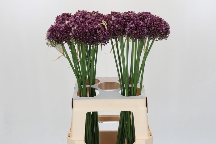 <h4>Allium ampeloprasum 'Purpl Mystery'</h4>