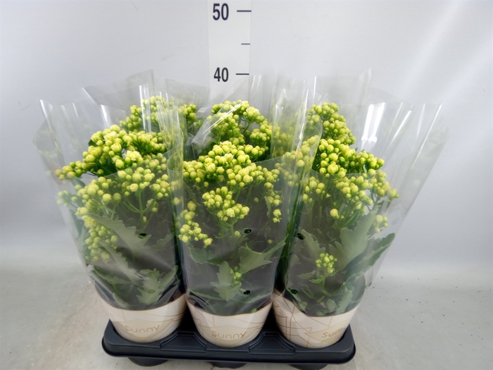 <h4>Kalanchoe  'Sunny White'</h4>