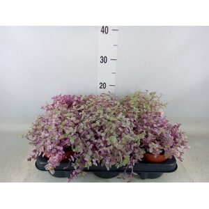 Callisia repens 'Rosato'